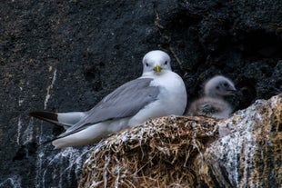 A seagull and chick nesting in the face of a cliff.
