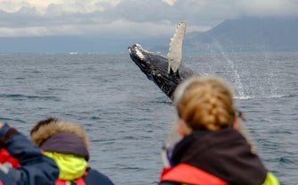 Tour in barca di per il whale watching e osservazione dei pulcinella di mare con partenza da Reykjavik
