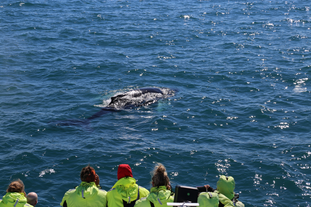 Tour en Bateau Abordable de 3 heures pour Voir les Baleines depuis Reykjavik