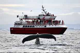 Avventura classica di whale watching di 3 ore con partenza da Reykjavik